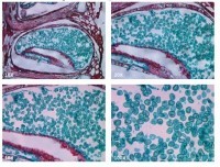 Мікроскоп EX20-B